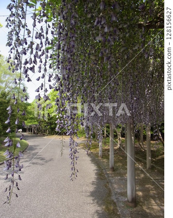 七彩花朵 128156627