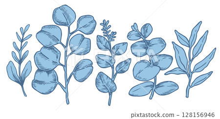 Set of tropical blue eucalyptus leaves. Vector illustration in sketch style 128156946