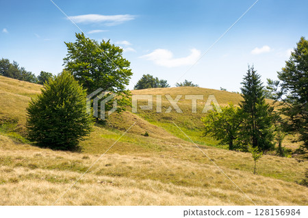 beech forest on the grassy hill. alpine scenery with trees in green leaves. primeval woods of carpathian mountains, ukraine. sunny day with fluffy clouds on the sky beech forest on the grassy hill. alpine scenery with trees in green leaves. primeval woods of carpathian mountains, ukraine. sunny day with fluffy clouds on the sky 128156984