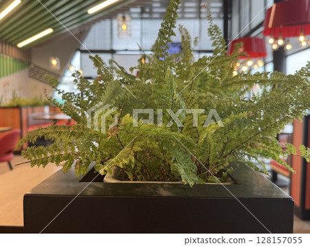 decorative flowers for decorating a stylish cafe interior. High quality photo 128157055