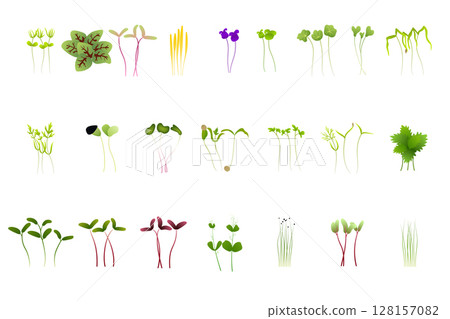 Microgreens of various types growing on a white background 128157082
