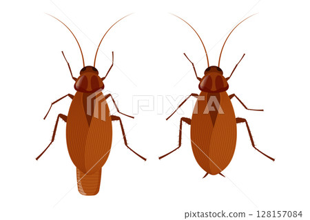 Male and female cockroach showing sexual dimorphism on white background 128157084
