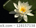 White water lily 128157138