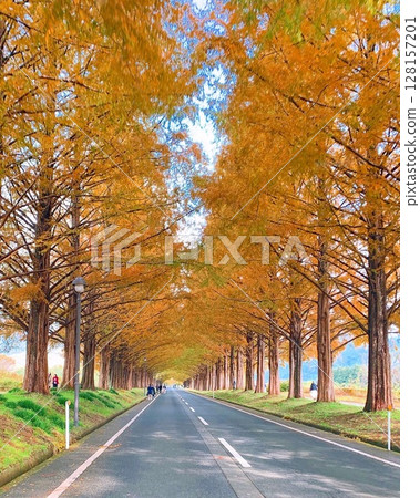 秋天水杉Namiki 秋天水杉Namiki 128157201