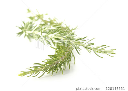 白色背景下拍攝的迷迭香葉 128157331