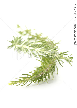 Rosemary leaves photographed against a white background 128157337