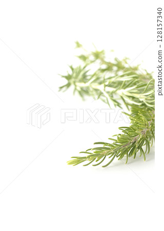 白色背景下拍攝的迷迭香葉 128157340