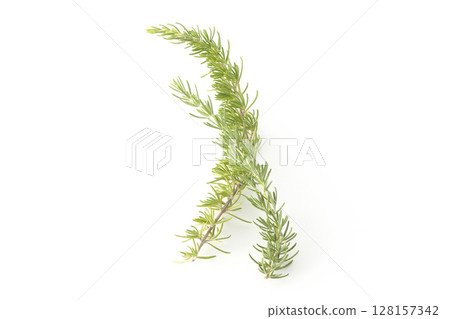 白色背景下拍攝的迷迭香葉 128157342