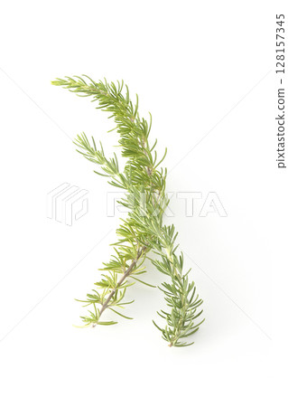 Rosemary leaves photographed against a white background 128157345