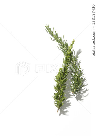 Rosemary leaves photographed against a white background 128157430
