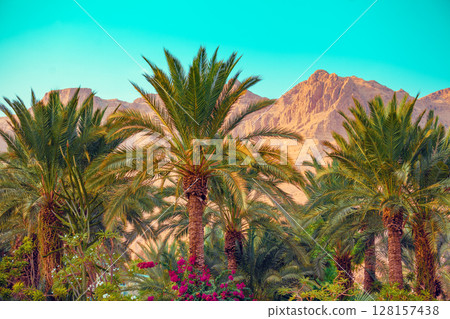 Rural landscape with palm plantation and mountains in the background. Ein Gedi, Israel 128157438