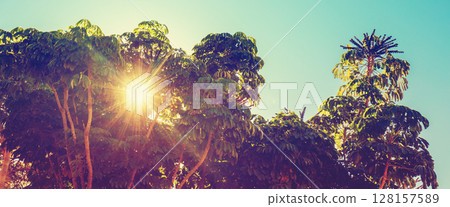 Mediterranean landscape. Foliage on a sunny day. Schefflera trees in the park. Horizontal banner 128157589