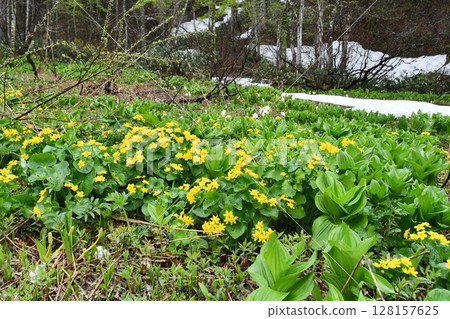 Akita Prefecture, Yuzawa City, Kurikoma foothills, Sanbonsugi, marsh marigold Akita Prefecture, Yuzawa City, Kurikoma foothills, Sanbonsugi, marsh marigold 128157625