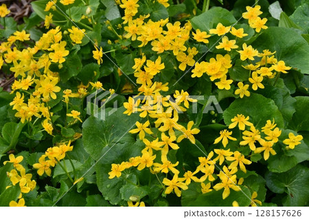 Akita Prefecture, Yuzawa City, Kurikoma foothills, Sanbonsugi, marsh marigold 128157626