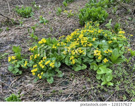 Akita Prefecture, Yuzawa City, Kurikoma foothills, Sanbonsugi, marsh marigold 128157627