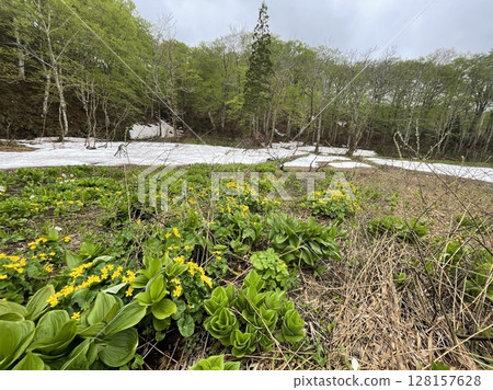 秋田縣湯澤市栗駒山麓三本杉、沼澤萬壽菊 128157628