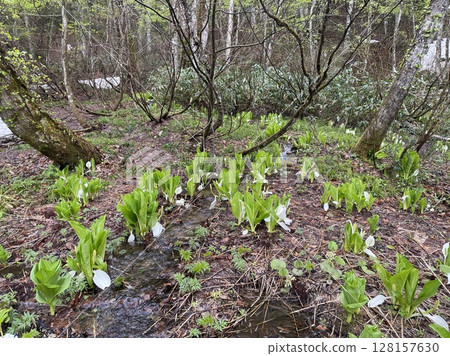 Akita Prefecture, Yuzawa City, Kurikoma foothills, Old Koyasu Highway, Sanbongi, Asian skunk cabbage Akita Prefecture, Yuzawa City, Kurikoma foothills, Old Koyasu Highway, Sanbongi, Asian skunk cabbage 128157630