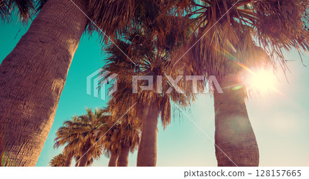 Palm trees against the blue sky. Palm plantation. Tropical landscape. Beautiful tropical nature Palm trees against the blue sky. Palm plantation. Tropical landscape. Beautiful tropical nature 128157665