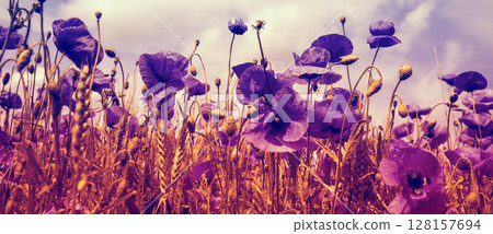 Sunset over poppies field. Papaver flowers against sunset sky Horizontal banner 128157694