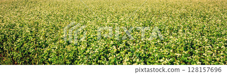 Blooming buckwheat field. Nature background Horizontal banner 128157696