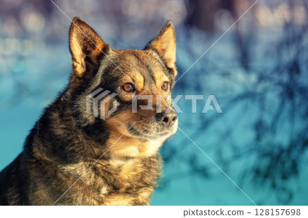 A dog walks in a snowy forest in winter 128157698