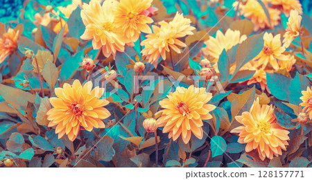 Dahlia flowers in the garden. Nature background Dahlia flowers in the garden. Nature background 128157771