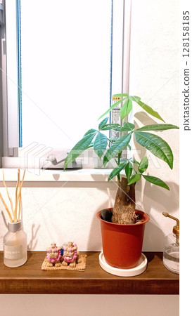 窗邊的植物 窗邊的植物 128158185