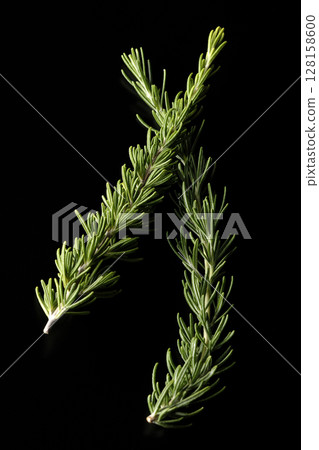 Rosemary leaves photographed against a black background 128158600