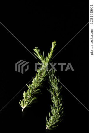 Rosemary leaves photographed against a black background 128158601
