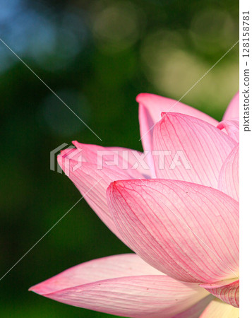 蓮花與朝陽的美麗結合 蓮花與朝陽的美麗結合 128158781