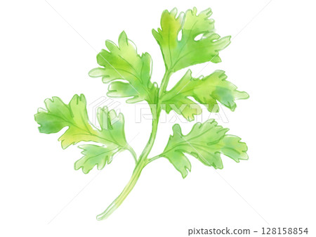 清新可口的香菜手繪水彩插畫 清新可口的香菜手繪水彩插畫 128158854