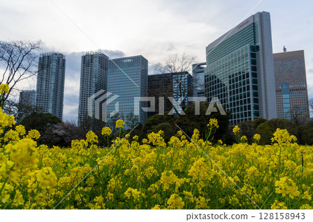 濱離宮恩賜庭園的油菜花與建築 128158943