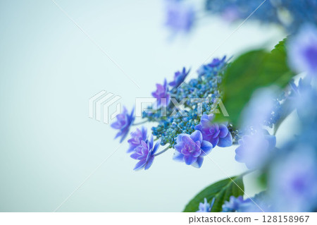 藍色繡球花 128158967