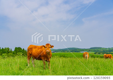 Grazing Aso Red Cattle 128159093