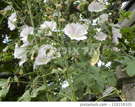 White flowers of Tati Oui White flowers of Tati Oui 128159103