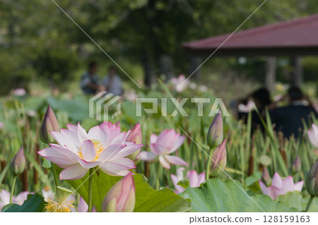 Lotus flowers in full bloom Lotus flowers in full bloom 128159163
