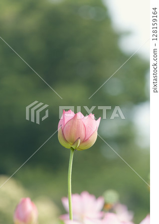 可愛的粉紅色蓮花 128159164