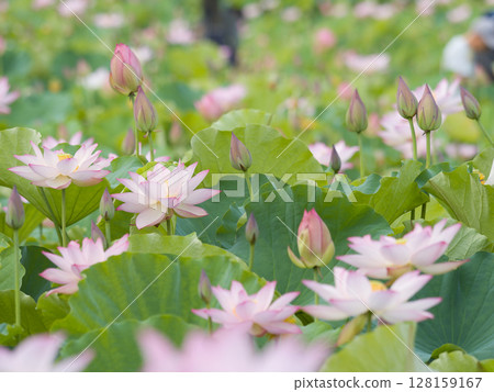 Lotus flowers in full bloom Lotus flowers in full bloom 128159167