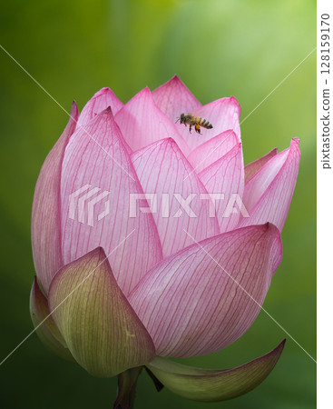 蜜蜂棲息在蓮花上 蜜蜂棲息在蓮花上 128159170