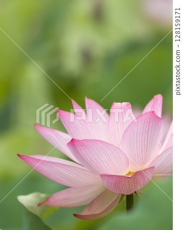 美麗的粉紅色蓮花 美麗的粉紅色蓮花 128159171