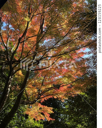 秋天的樹葉 128159225