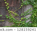 Ivy 000317 128159241