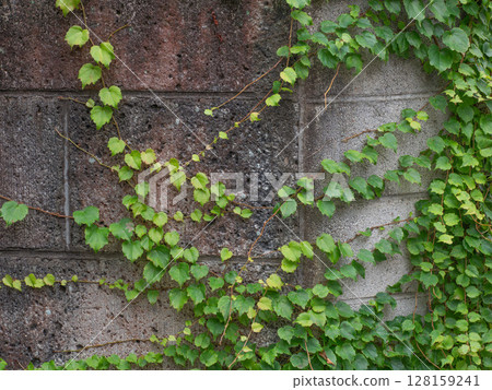 Ivy 000317 Ivy 000317 128159241