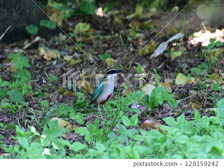 Jewel of the forest: Fairy pitta 128159242