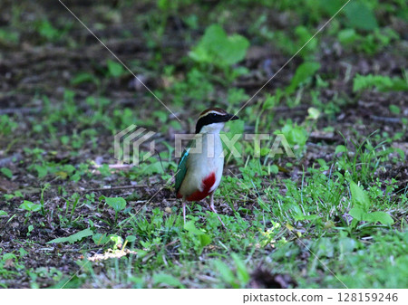 Jewel of the forest: Fairy pitta 128159246