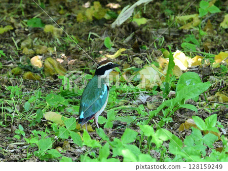 森林珍寶：仙女八色鶇 128159249