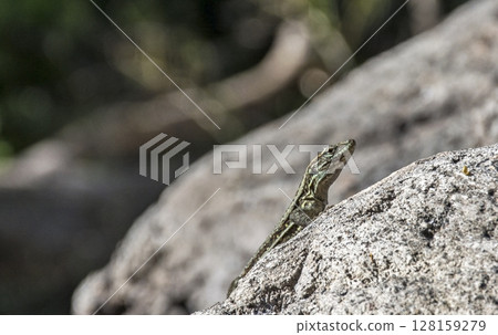 Lizard head close-up on a large rock 128159279