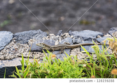 A lizard with a long tail, crawling on the rocks in the wild A lizard with a long tail, crawling on the rocks in the wild 128159288