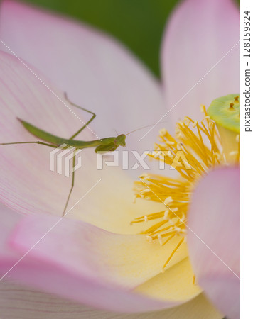 Praying mantis on a lotus flower 128159324
