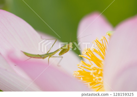Lotus flower and mantis 128159325